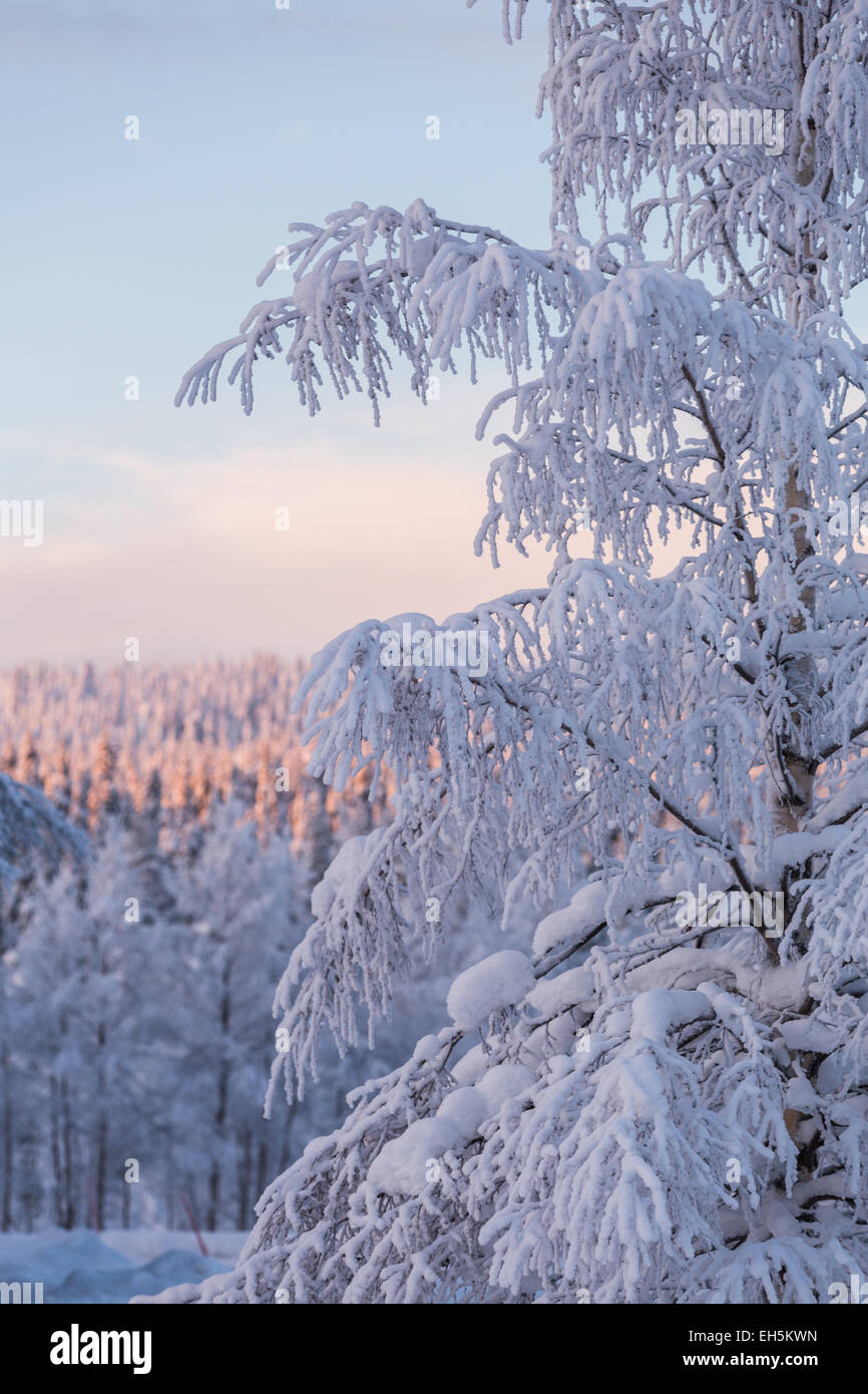Frozen snowy winter forest scene Stock Photo - Alamy