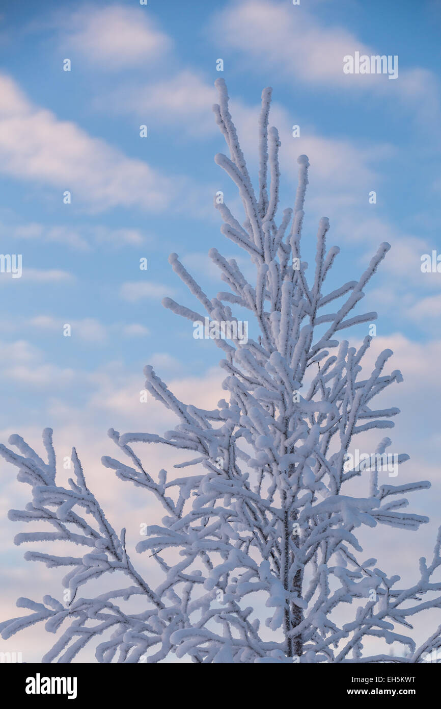 Frozen snowy winter forest scene Stock Photo - Alamy