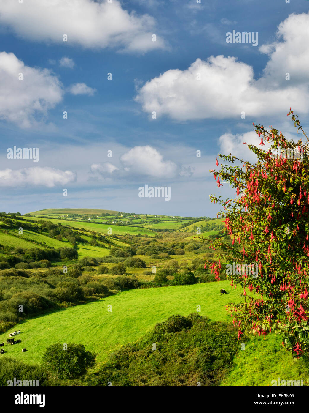 Pastoral scene with cows and pasture. Dingle Peninsula. Ireland Stock Photo