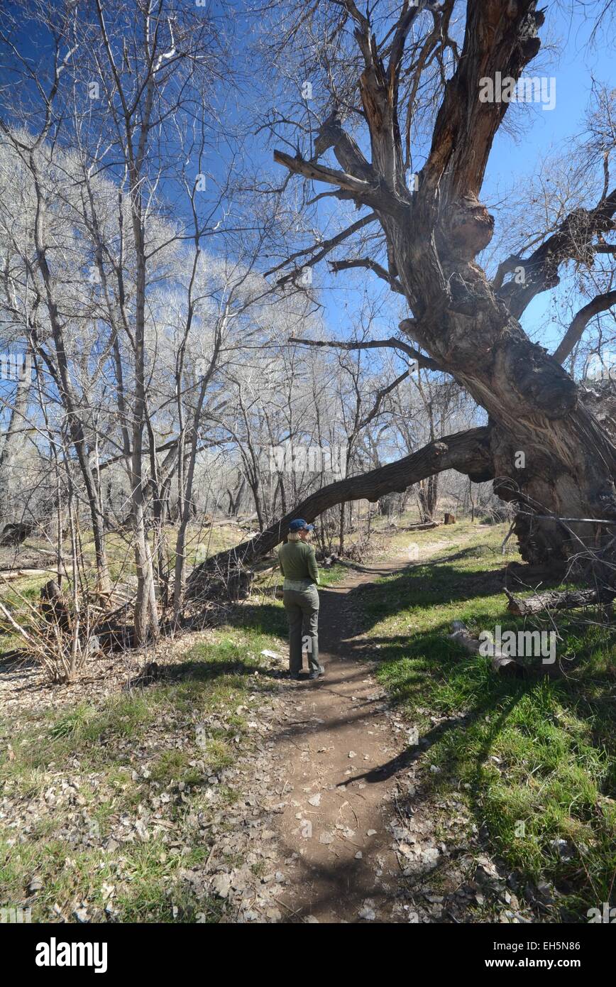 Friend taking a picture of a mighty Cottonwood tree on San Vicente Creek Trail in Silver City, New Mexico - USA Stock Photo