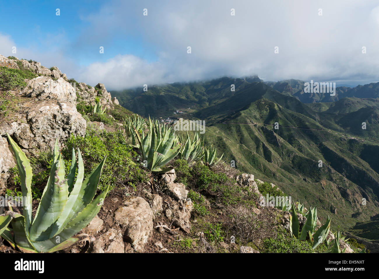 Mountains with agave on the island of Tenerife in Spain. Stock Photo