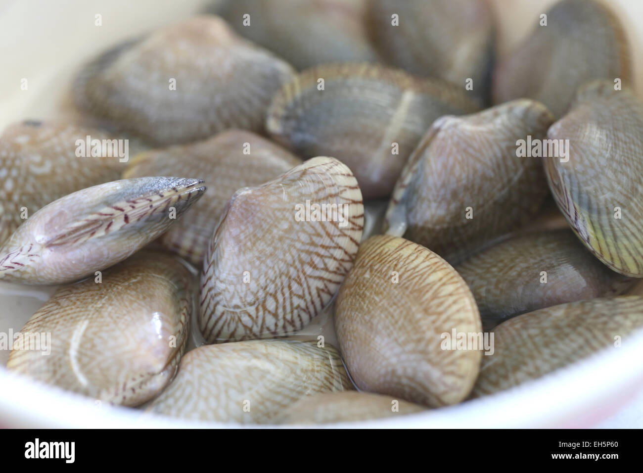 freshness of shellfish for ingredients cooking. Stock Photo