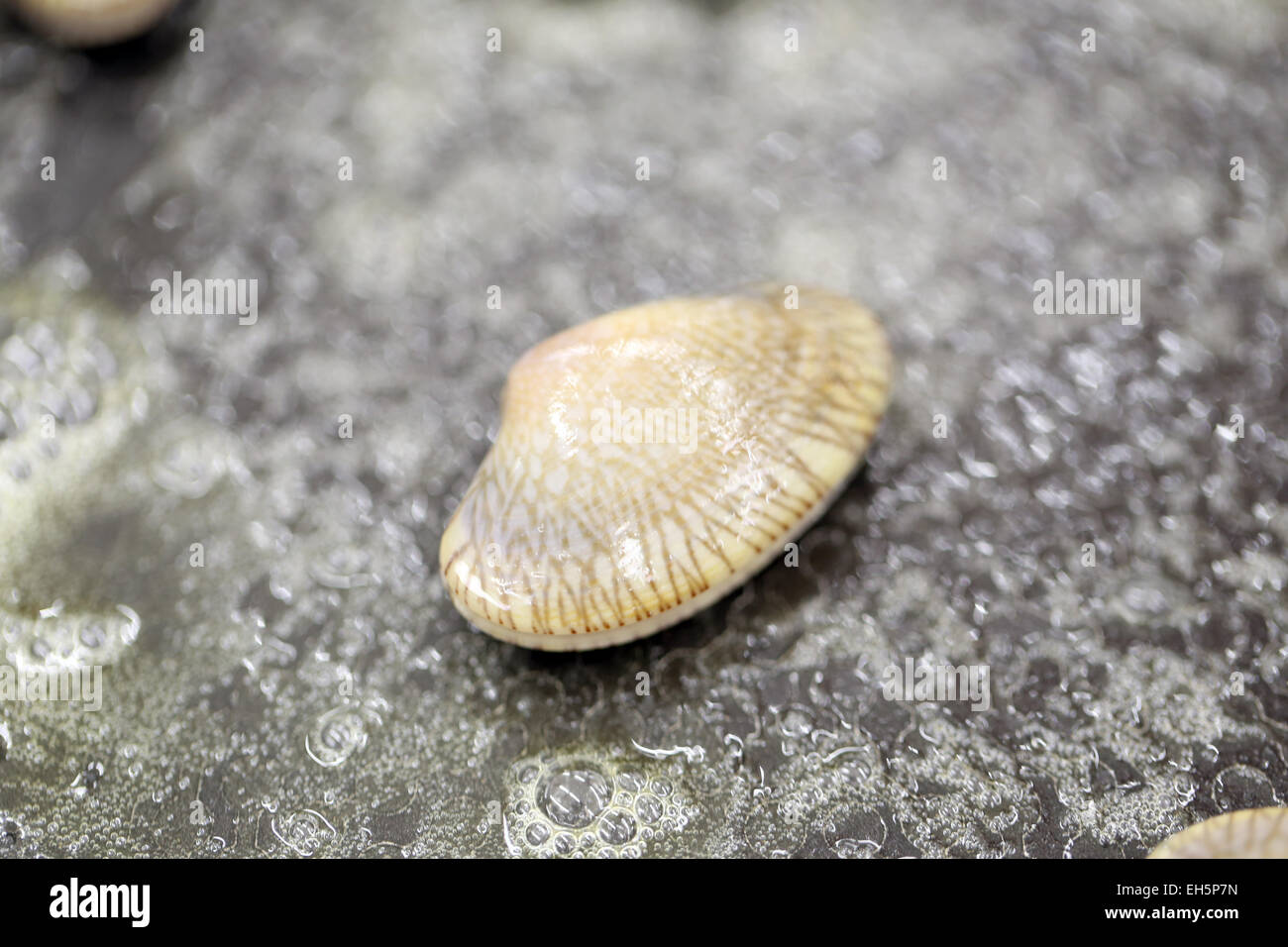 Fried baby clams with butter for foods background. Stock Photo