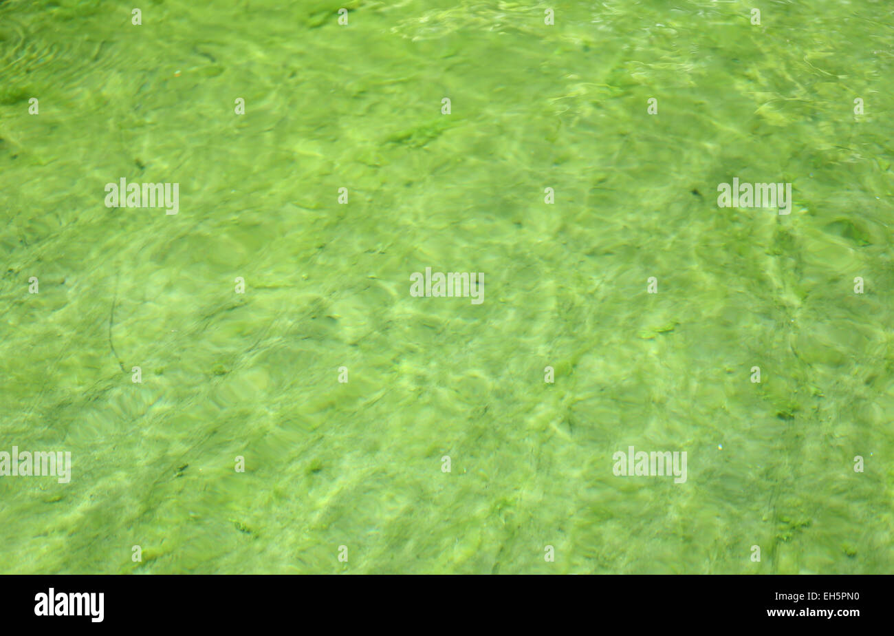 Focus the pond have green water because algae Stock Photo Alamy