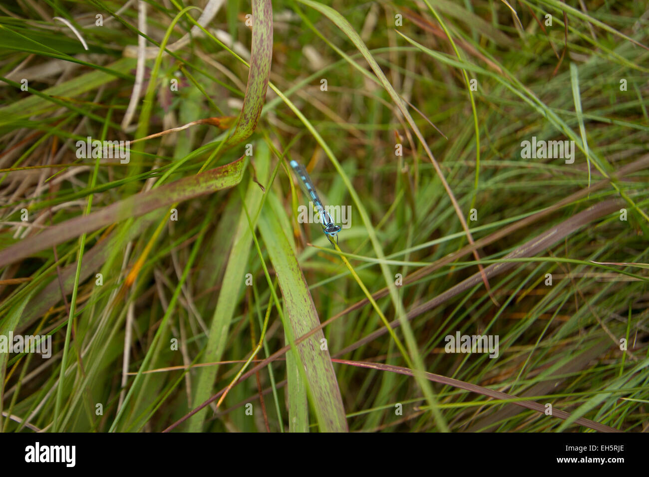 Blue Damselfly on a bog blade of grass Stock Photo - Alamy