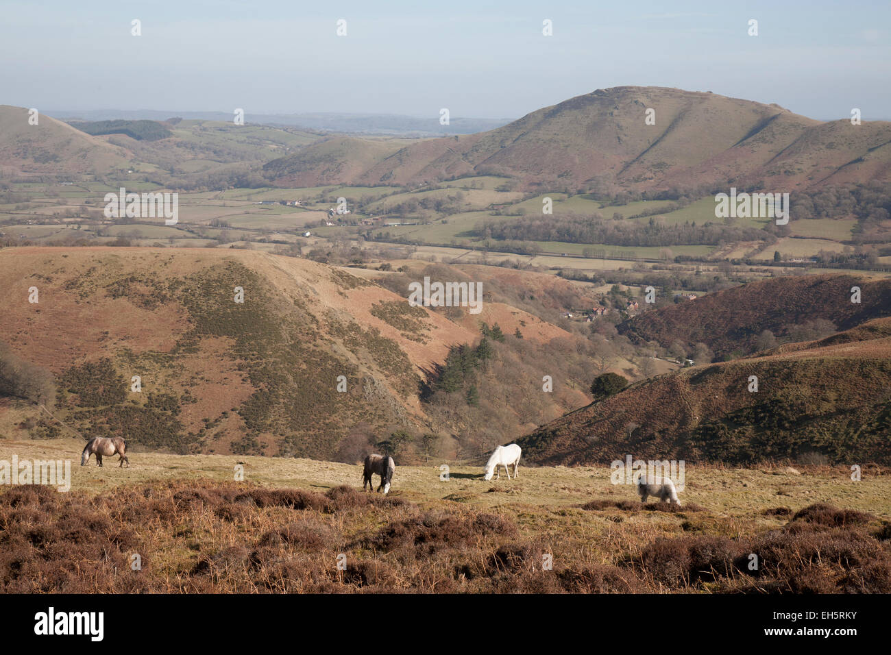 Wild Welsh Mountain ponies on the Long Mynd, Shropshire. Stock Photo