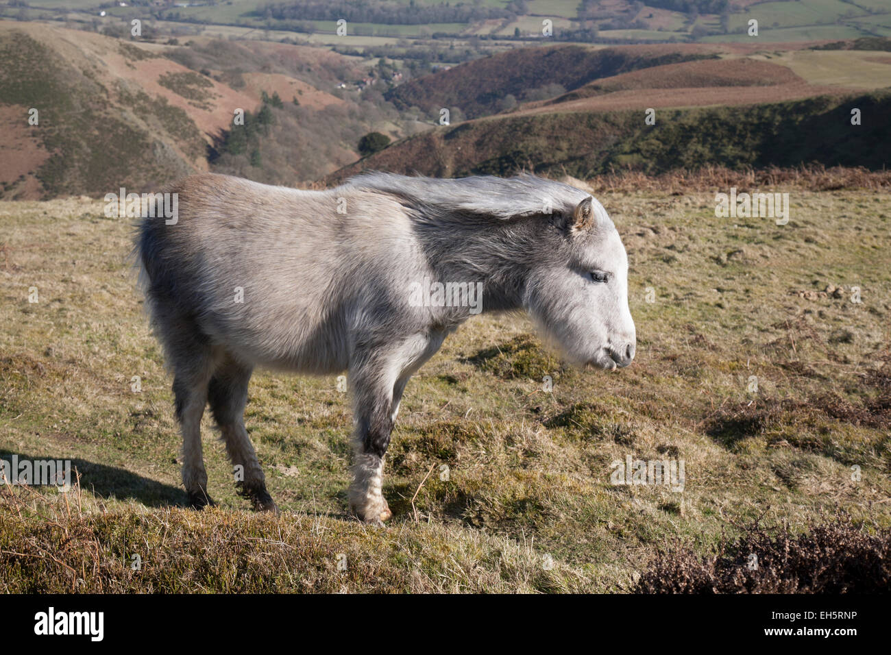 Wild pony on the Long Mynd in Shropshire, England. Stock Photo