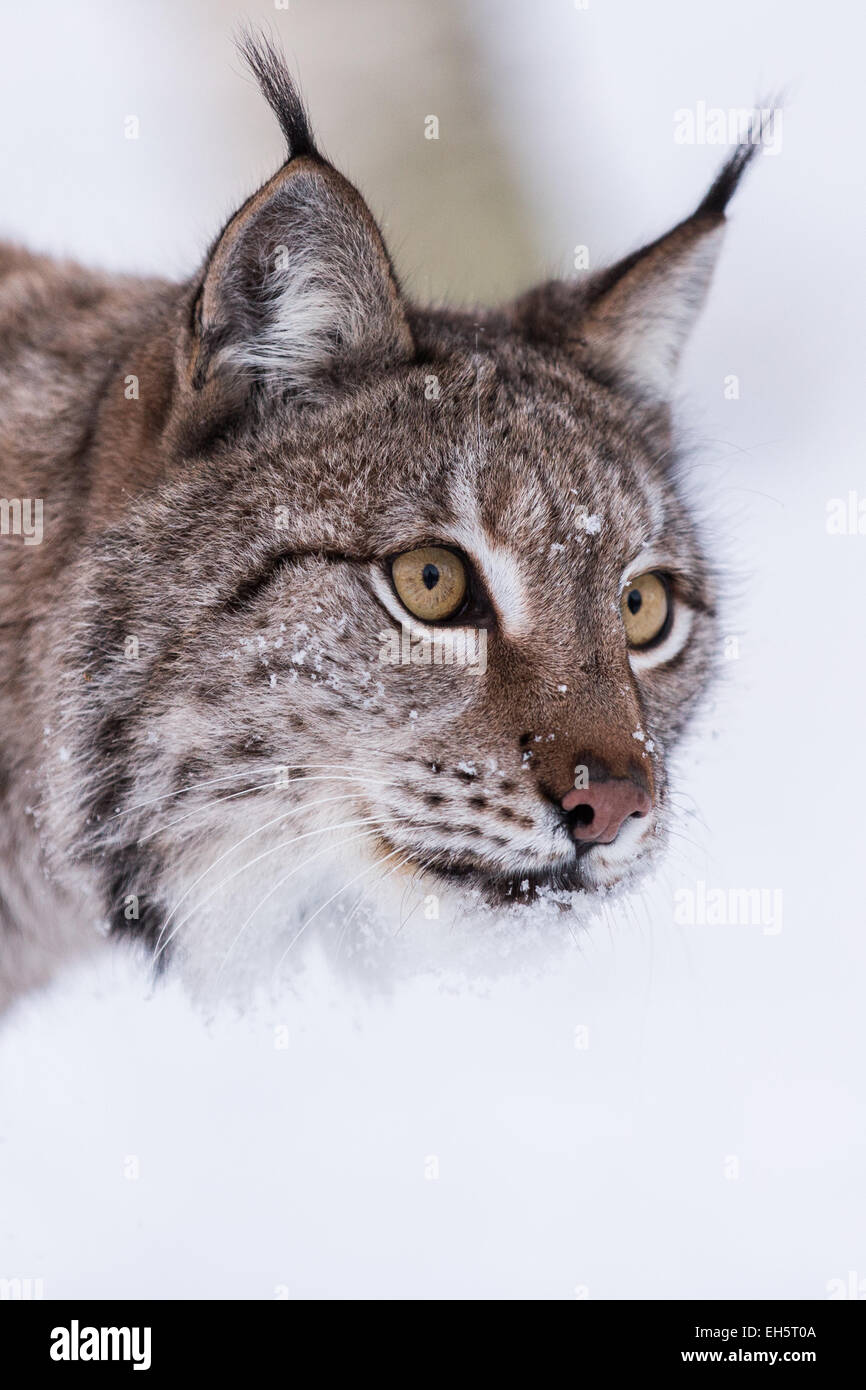 A Eurasian lynx in a snowy winter forest Stock Photo Biology Diagrams