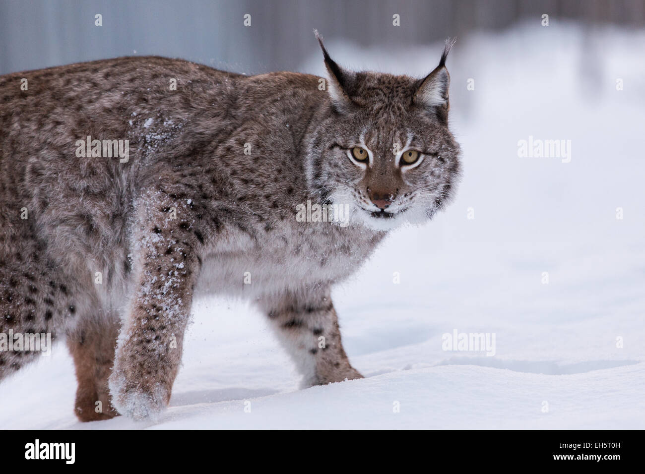 A Eurasian lynx in a snowy winter forest Stock Photo Biology Diagrams