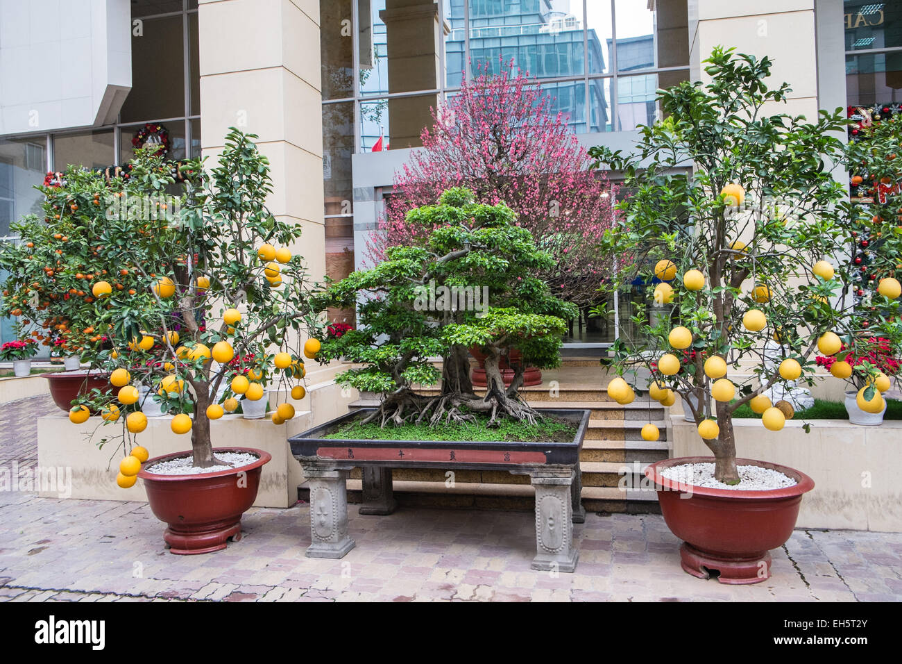 Lemon trees pots hi-res stock photography and images - Alamy