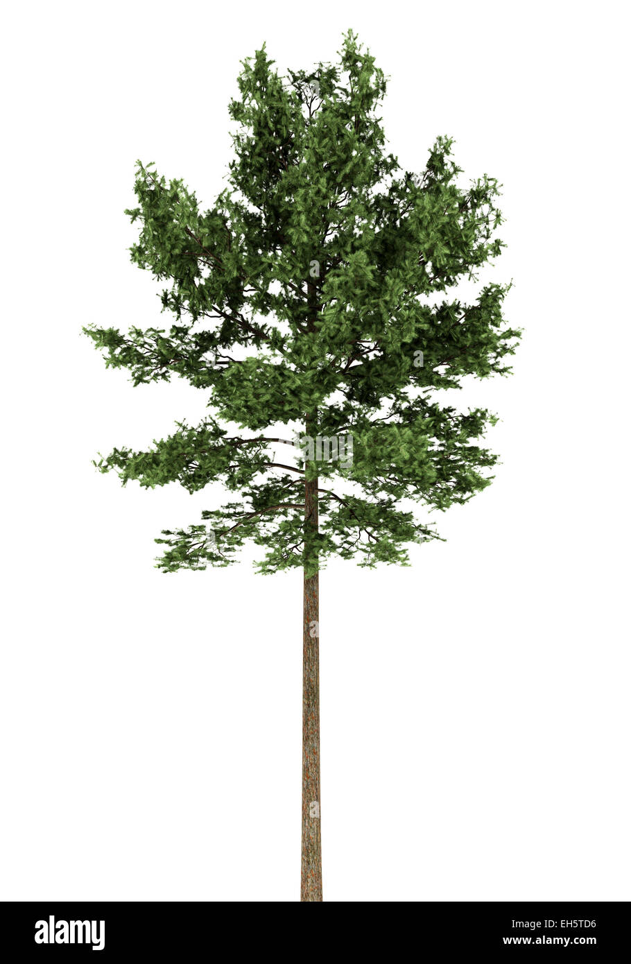 scots pine tree isolated on white background Stock Photo