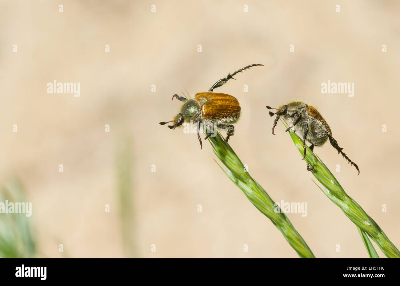 Wildlife acrobatic duet - two fat beetles doing everyday exercises Stock Photo