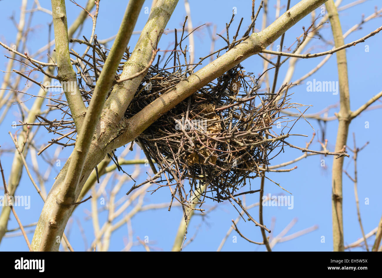 Birds nest in a bare tree in winter in West Sussex, England, UK Stock