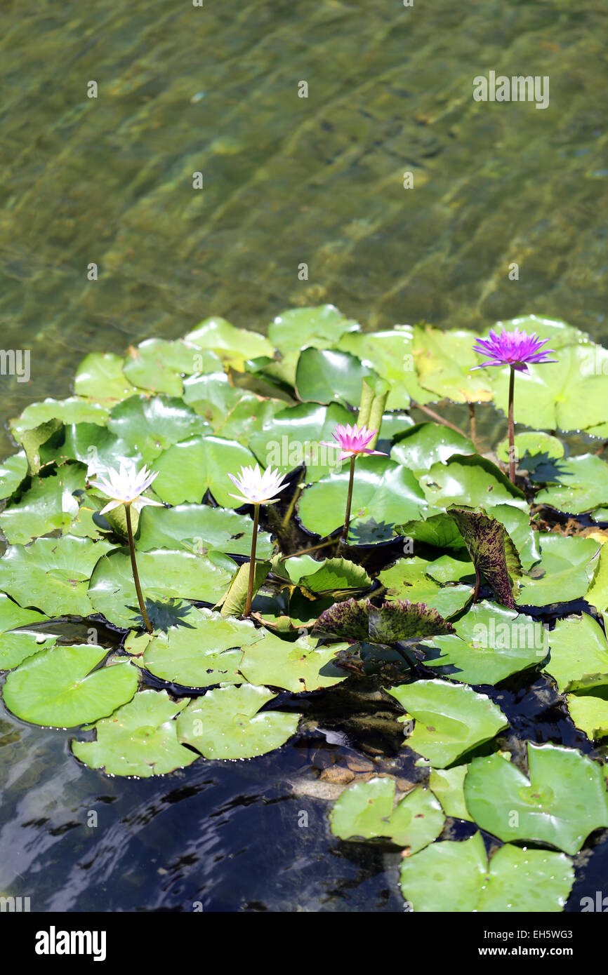 colorful lotus and green leaves in a pond Stock Photo - Alamy