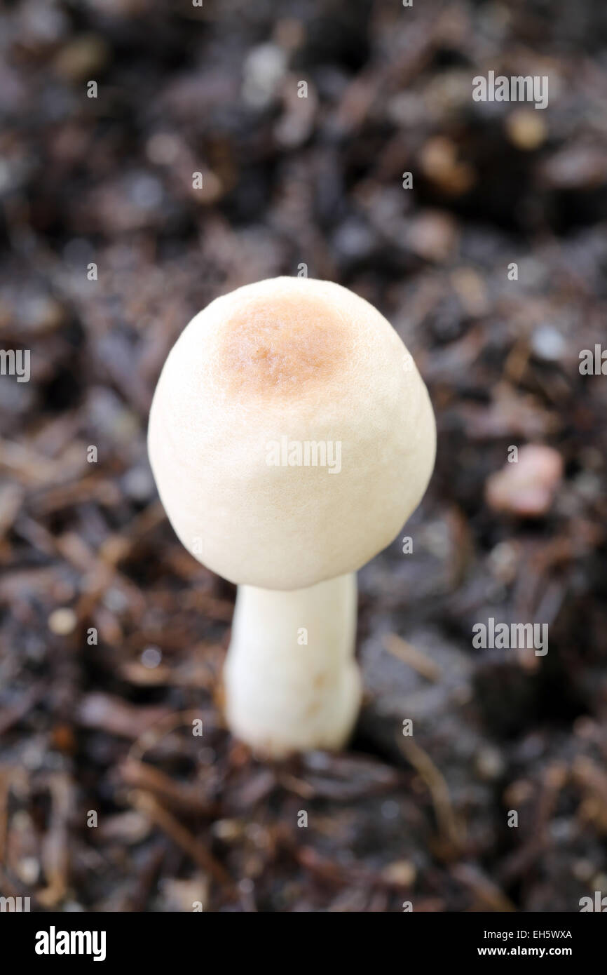 Macro shot of fresh mushrooms in a garden. Stock Photo
