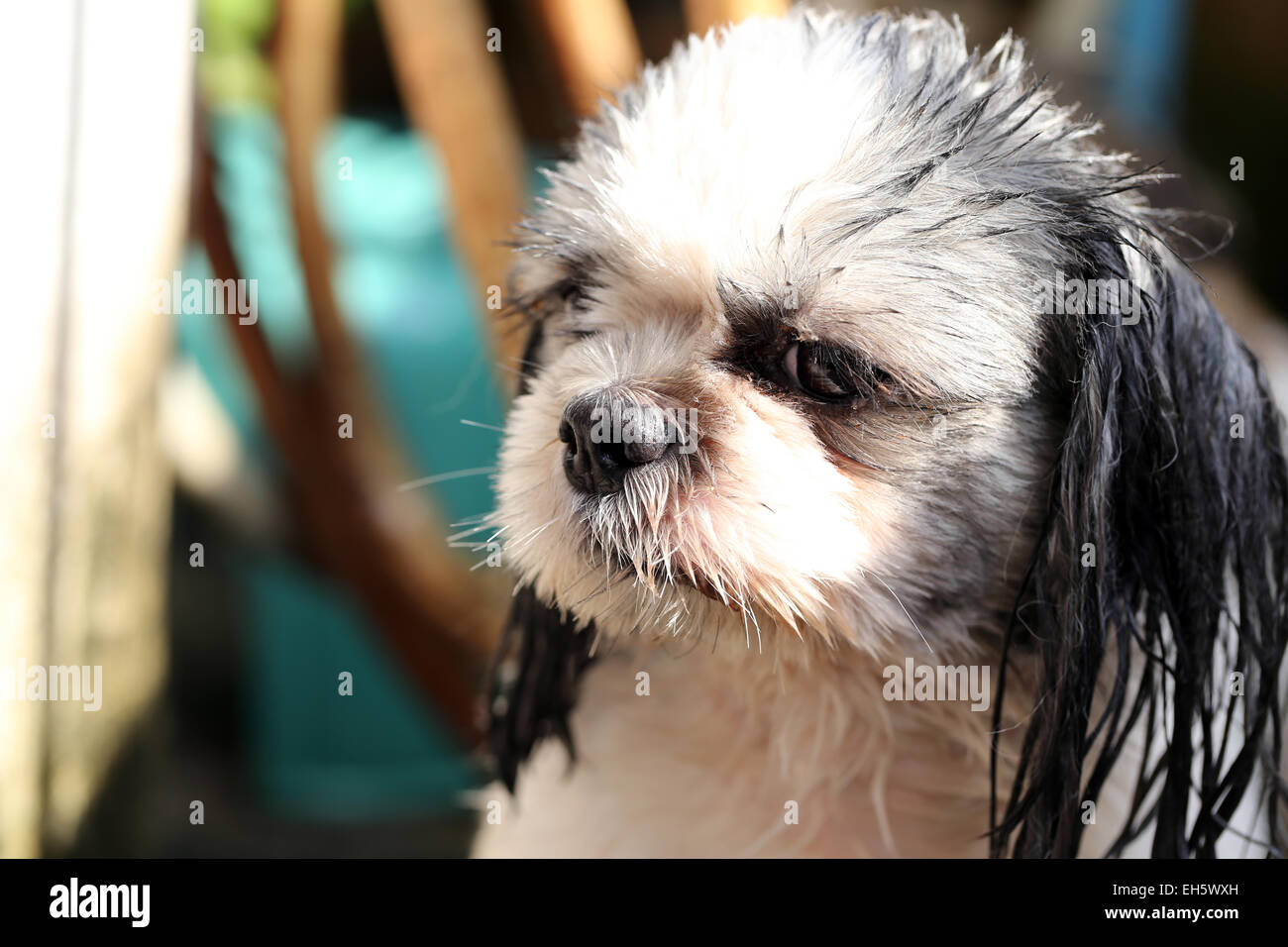 The Shih Tzu are upcoming showers. Stock Photo