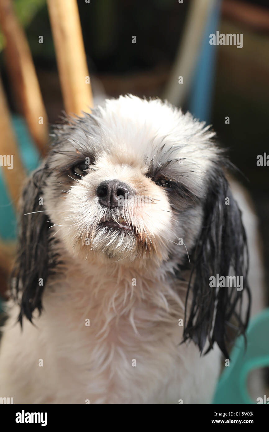 The Shih Tzu are upcoming showers. Stock Photo