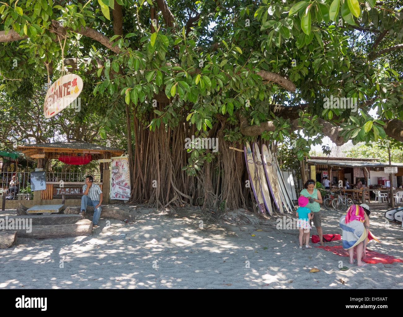 Surfboard rental business at the base of a strangler fig tree in Playa Samara, Costa Rica. Stock Photo