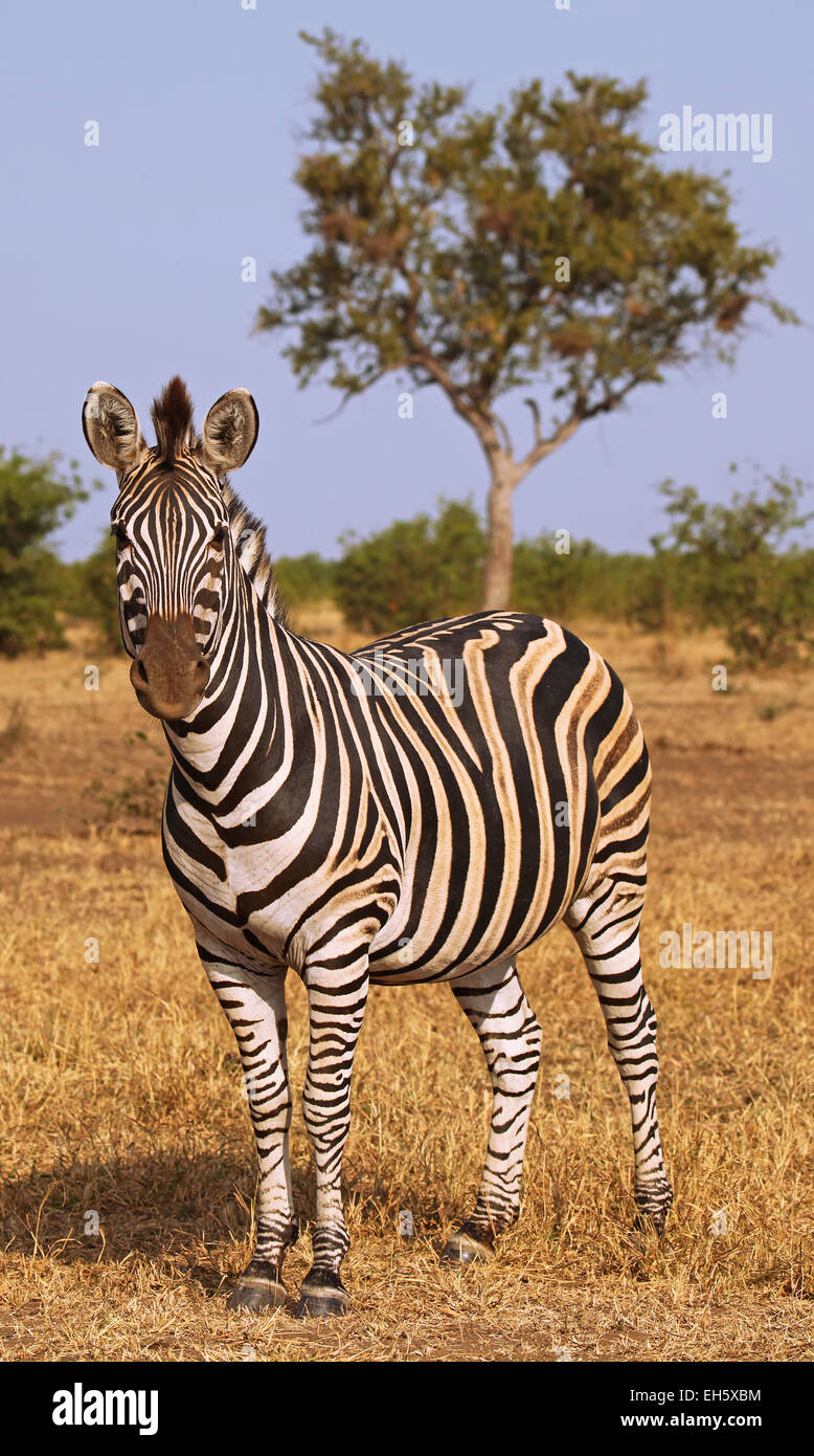 Plains Zebra,  Kruger NP, South Africa, Equus quagga Stock Photo