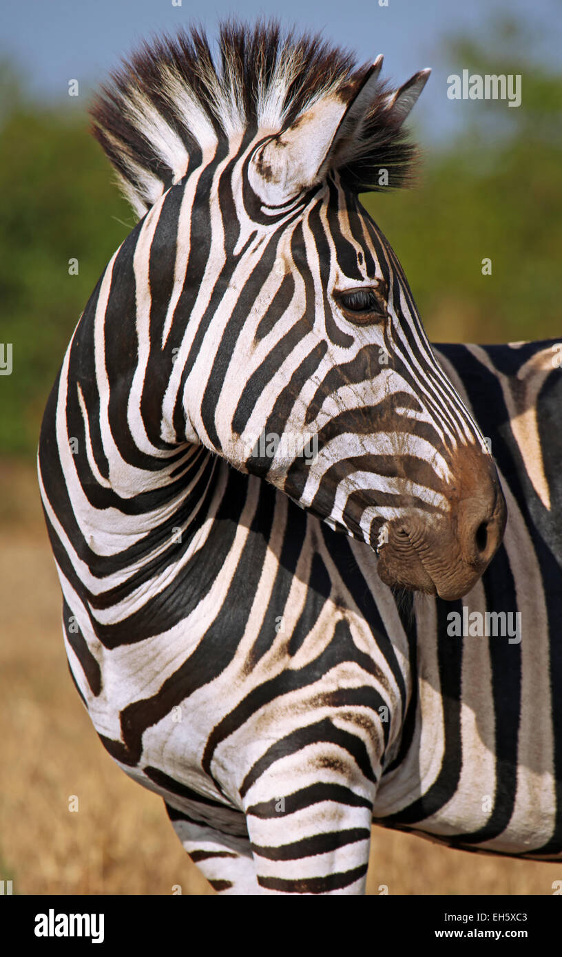 Plains Zebra,  Kruger NP, South Africa, Equus quagga Stock Photo