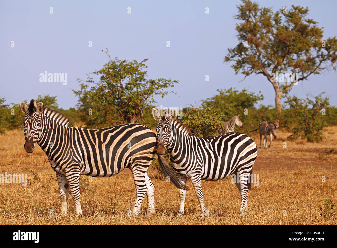 Plains Zebras,  Kruger NP, South Africa, Equus quagga Stock Photo