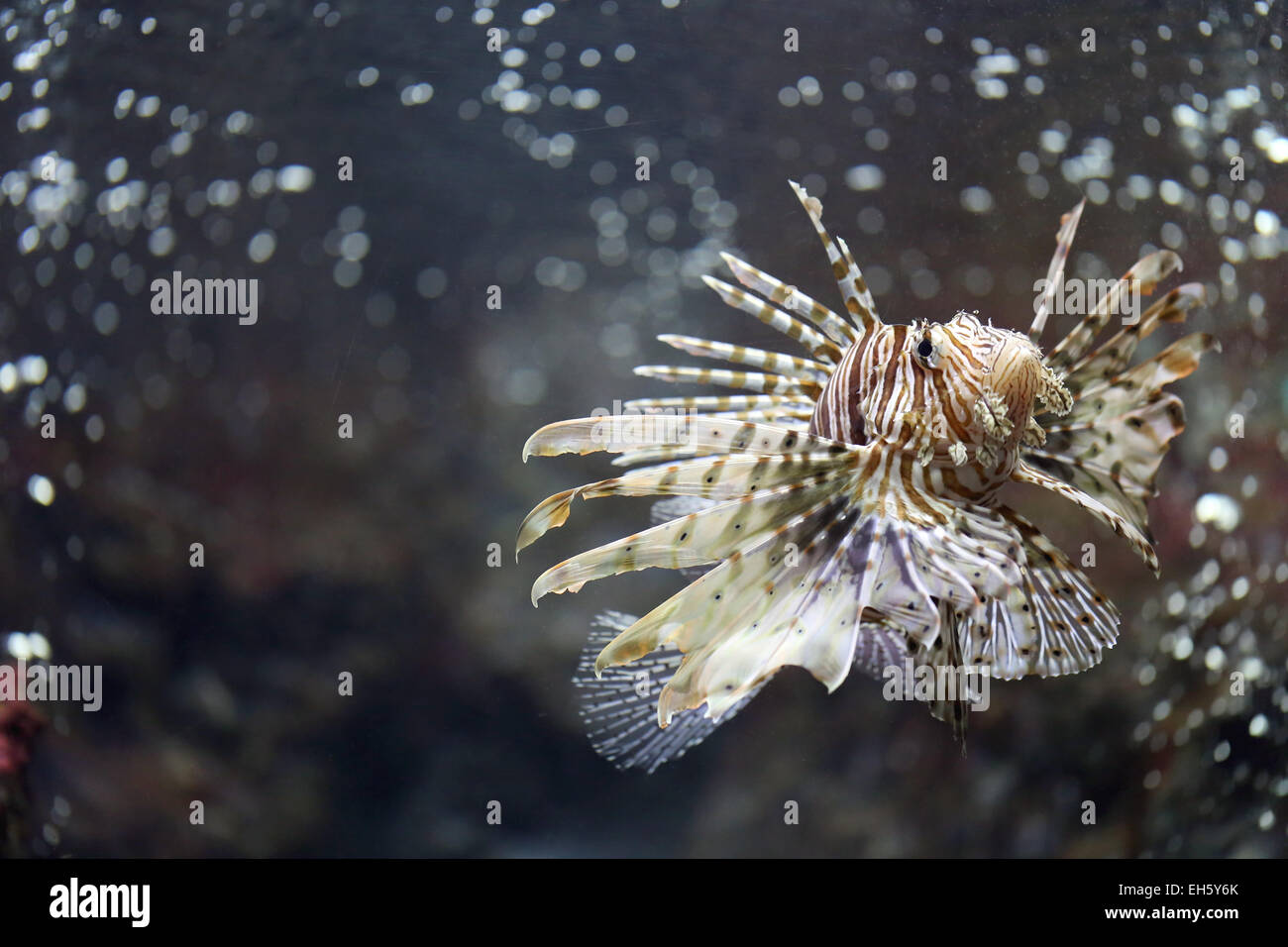 Focus the Lionfish and dangerous fish in the sea. Stock Photo