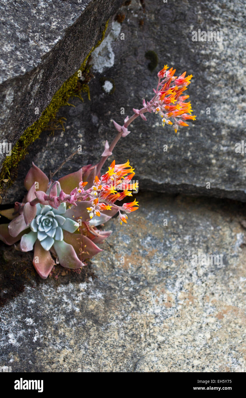 Canyon Live-forever (Dudleya cymosa) along the High Sierra Trail, Sequoia National Park, California. Stock Photo