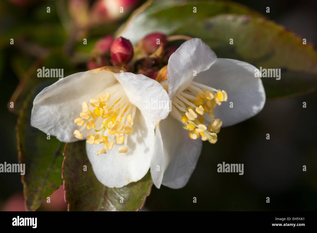 Small white flowers of the winter flowering Camellia transnokoensis