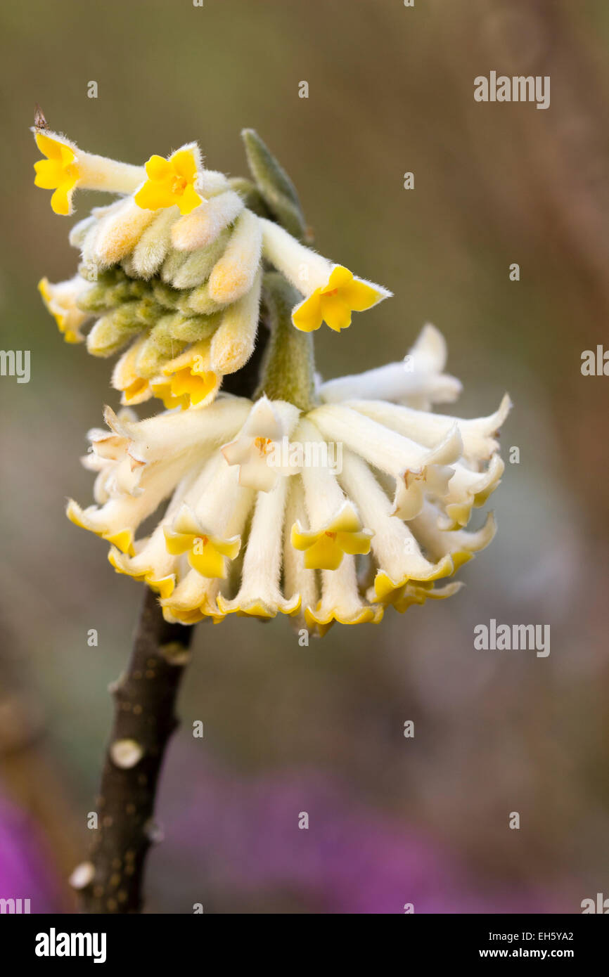 Fragrant, early spring flowers of the oriental paperbush, Edgeworthia chrysantha Stock Photo