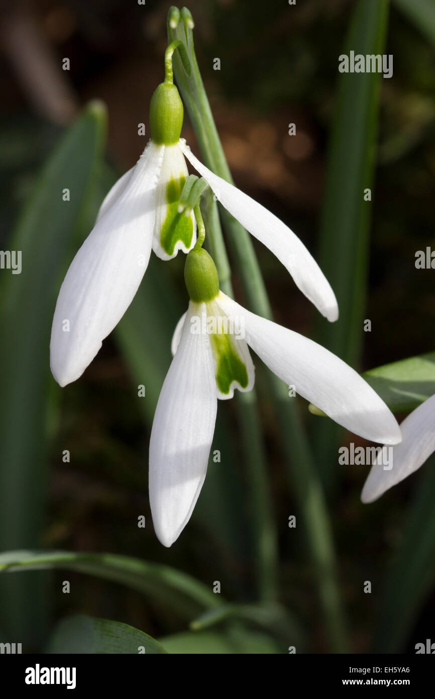 Late winter flowers of the collectible snowdrop, Galanthus nivalis 'Terry Jones' Stock Photo