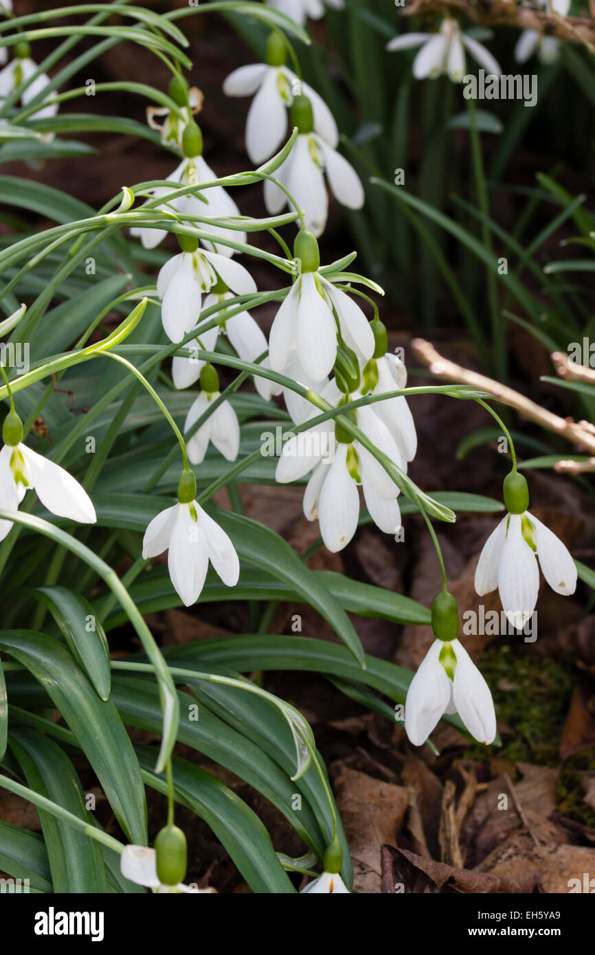 March flowering variety of the Crimean snowdrop, Galanthus plicatus 'Percy Picton' Stock Photo