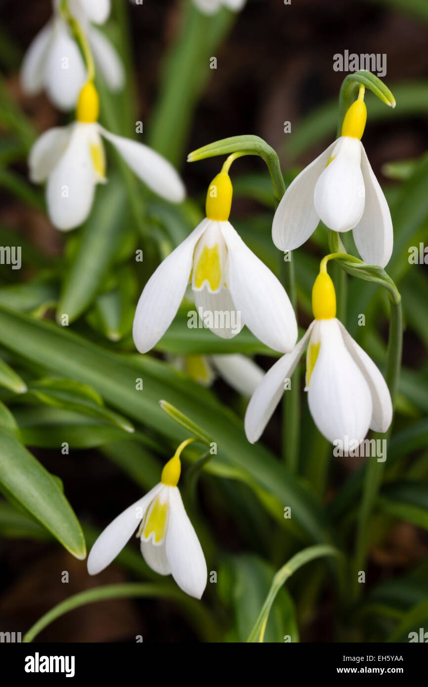 Yellow ovule and markings distinguish this unusual snowdrop, Galanthus plicatus 'Wendy's Gold' Stock Photo