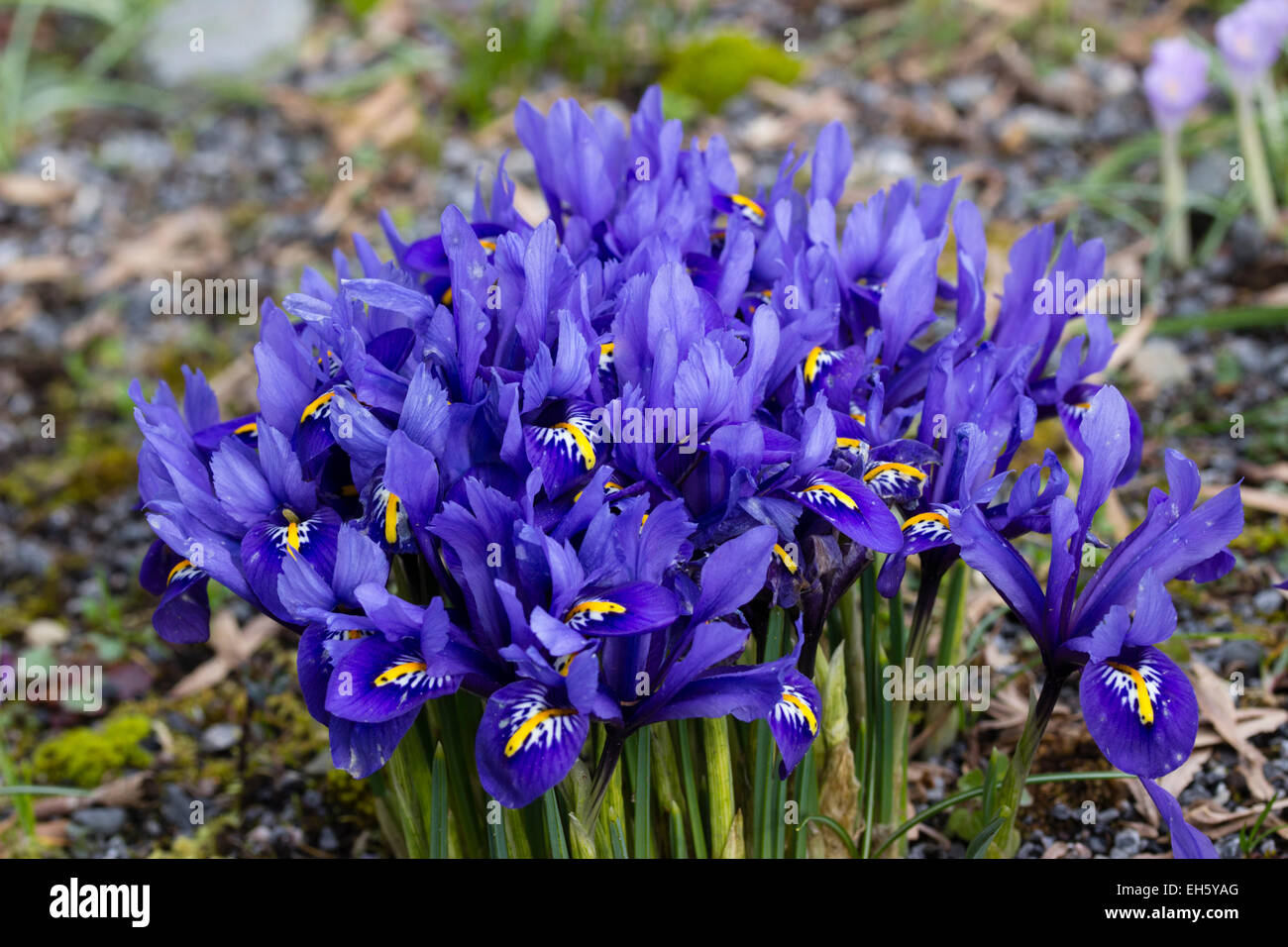 Massed flowers of the winter flowering dwarf Iris reticulata 'Harmony' Stock Photo
