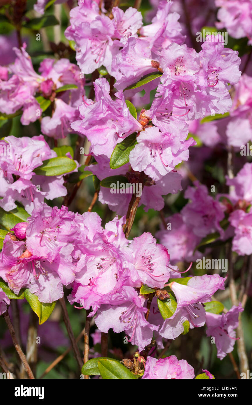 Early spring flowers of the moupinense x dauricum hybrid Rhododendron 'Olive' Stock Photo