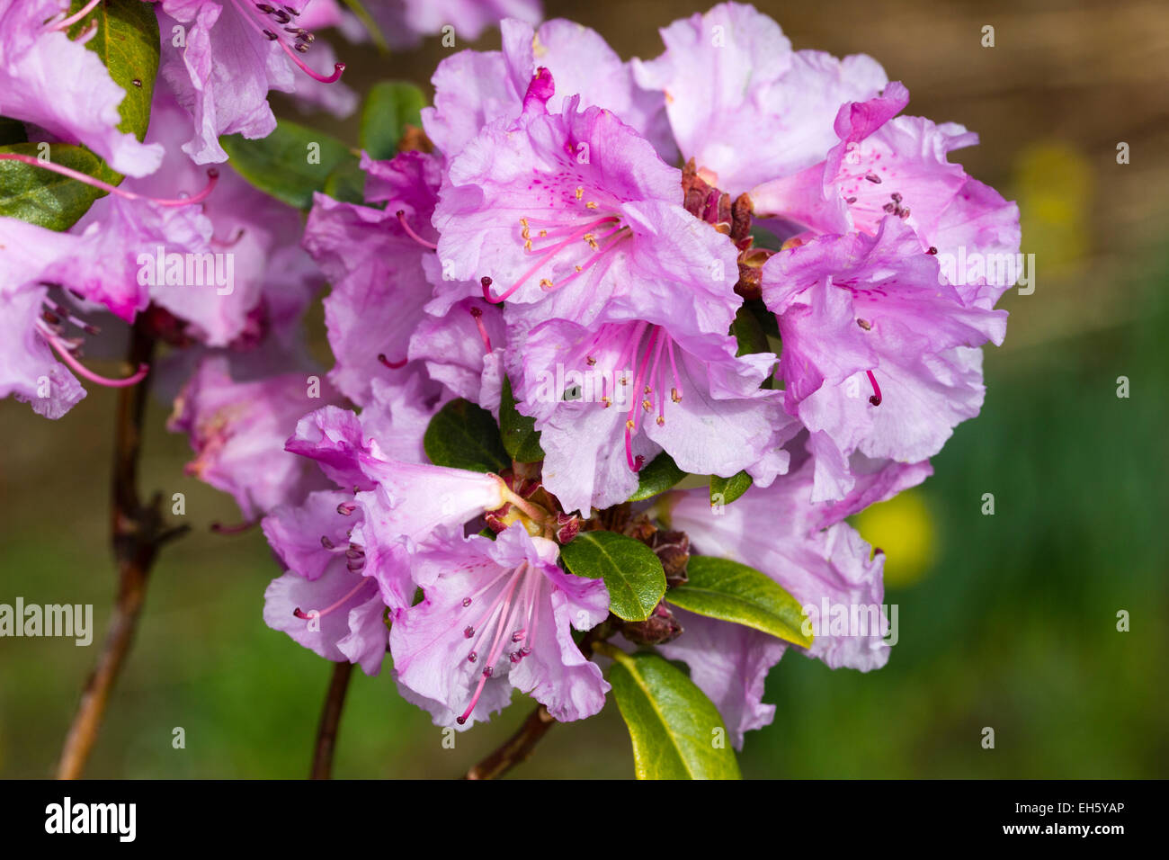 Early spring flowers of the moupinense x dauricum hybrid Rhododendron 'Olive' Stock Photo