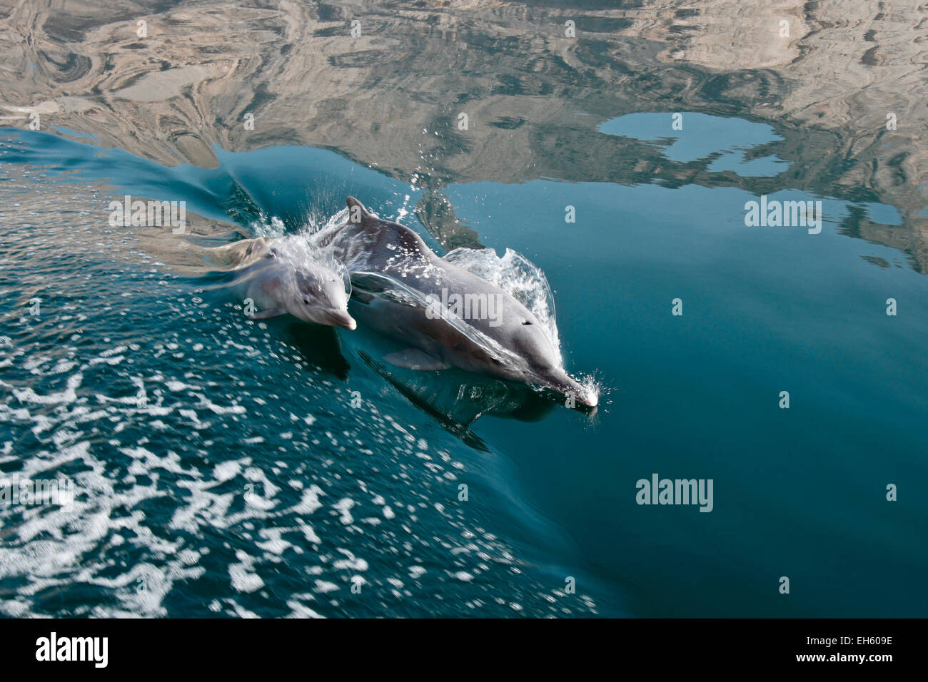 Dolphins (female and calf) surfing wake of boat in a Musandam khor (fiord), Oman Stock Photo