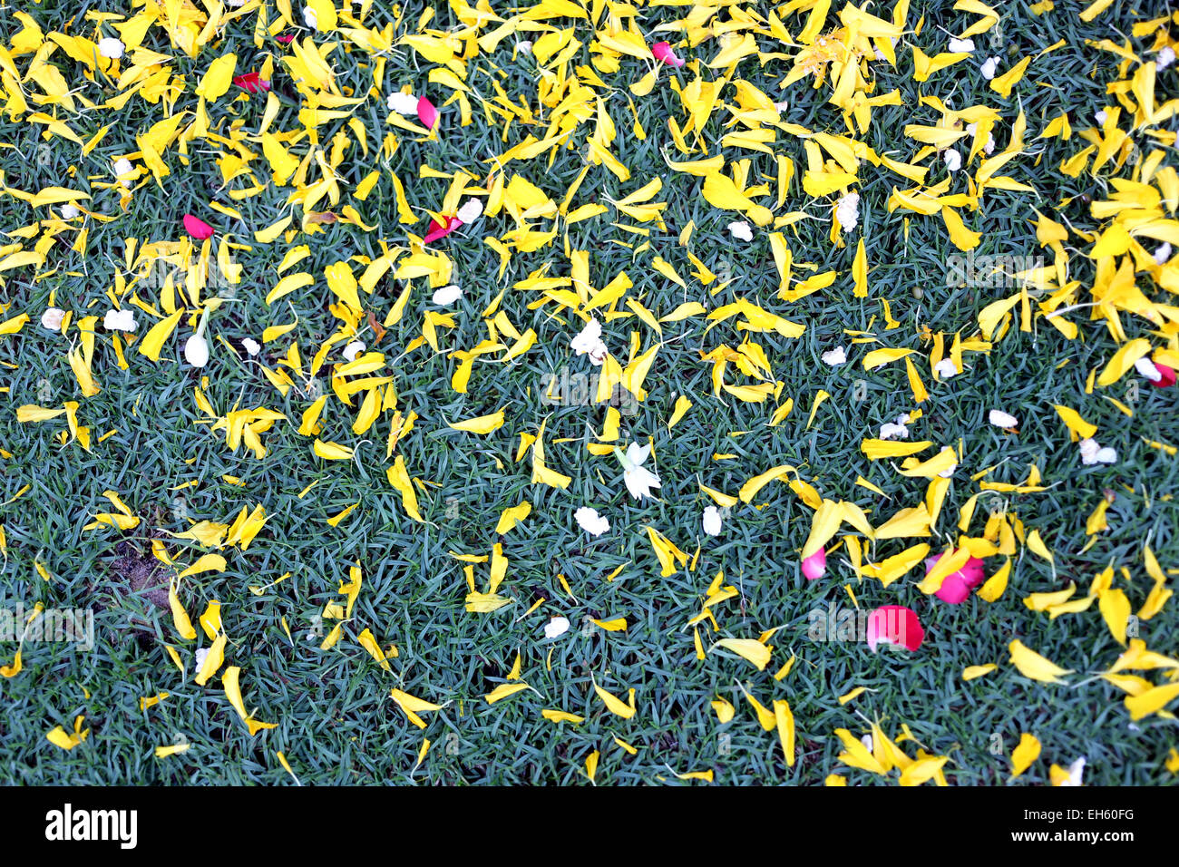Green of ground lawn with flower petals campsites are for the background. Stock Photo