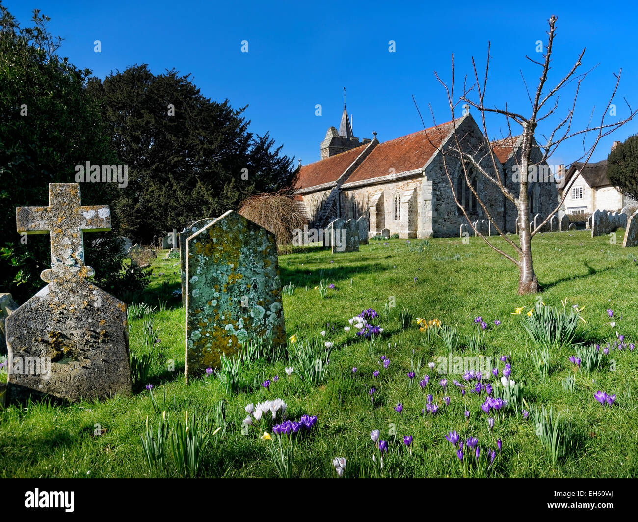 Spring flowers populate the churchyard of St. Mary's Church, Brighstone