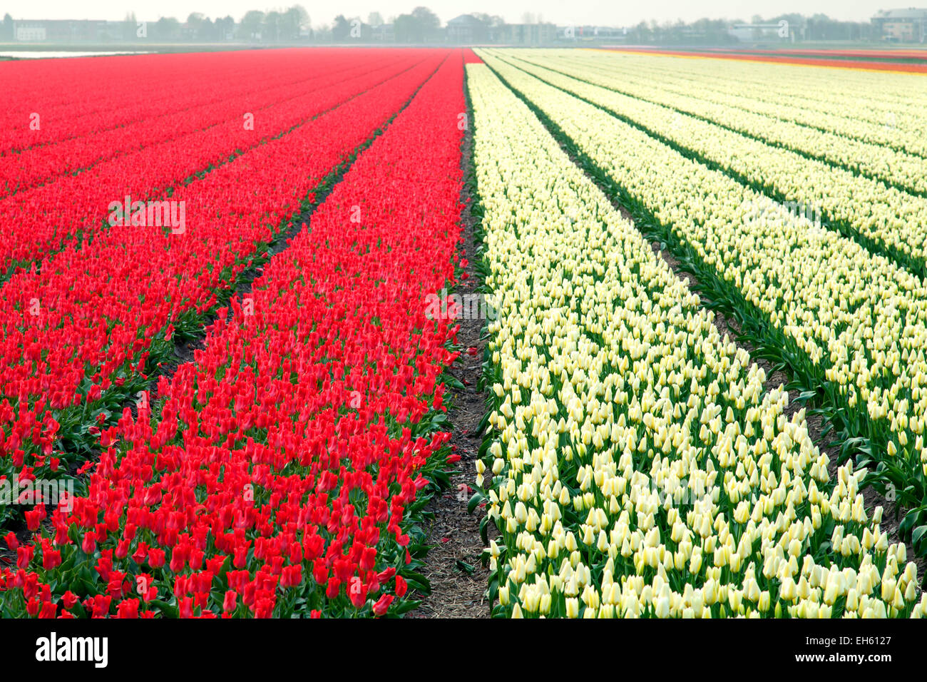 Commercial tulip field near Lisse, Netherlands Stock Photo
