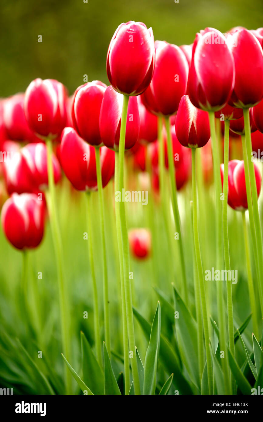 Red tulips, Keukenhof Gardens, near Lisse, Netherlands Stock Photo