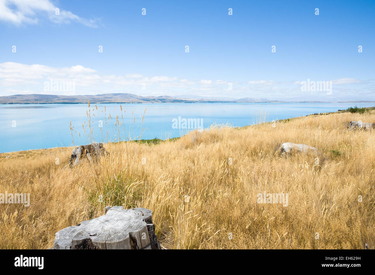 Scenic Lake Pukaki, Canterbury, South Island NZ.Turquoise water and golden dry grass along the edge late in summer. Stock Photo