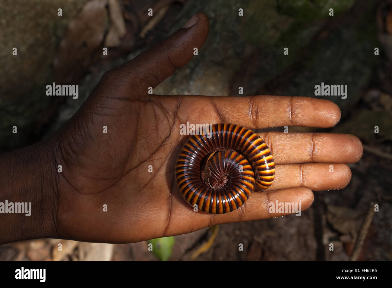 Giant African MillIpede (Archispirostreptus gigas). Temporarily held on palm of a hand. Rainforest floor. Kakum National Park. GHANA.West Africa. Stock Photo