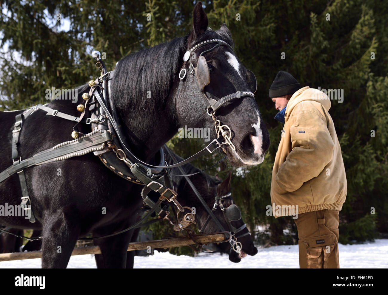 Man tending two black sleighride horses harnessed for a winter ride in a forest Ontario Canada Stock Photo