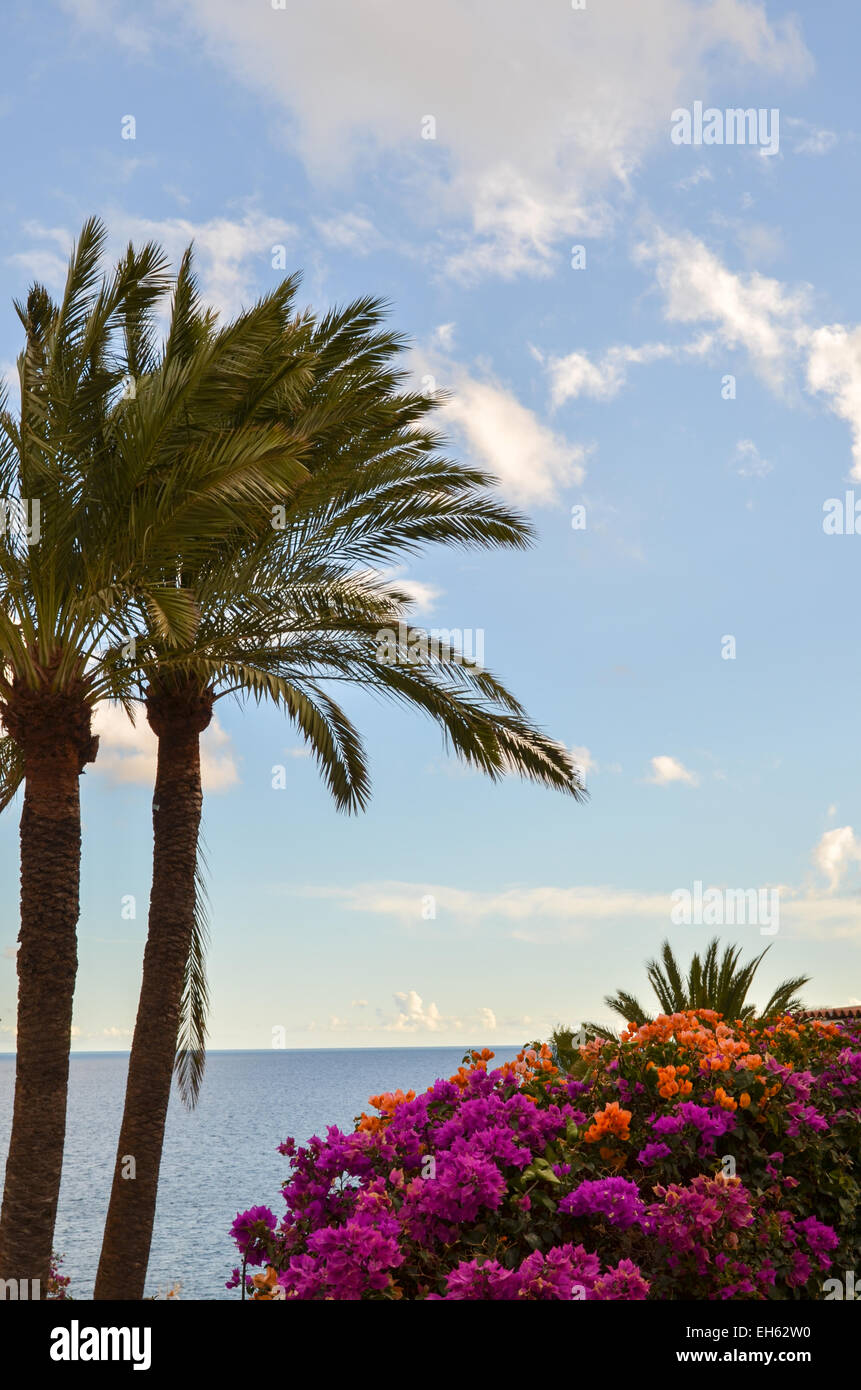 Beautifil view with palm trees, flowers and blue water at Gran Canaria, Canary Islands in Spain Stock Photo