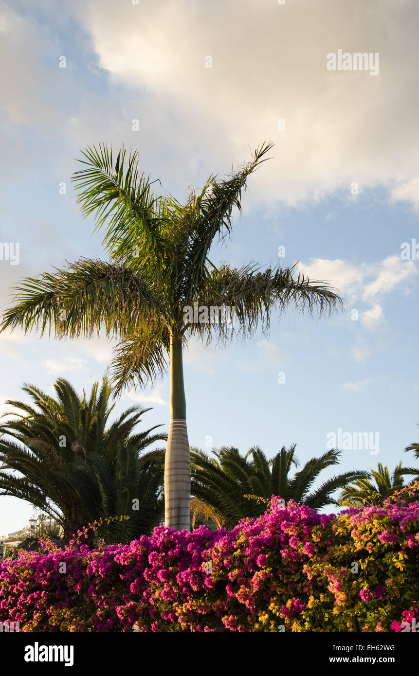 Tropical evening view with palm trees and red blossom flowers from the island Gran Canaria in Spain Stock Photo