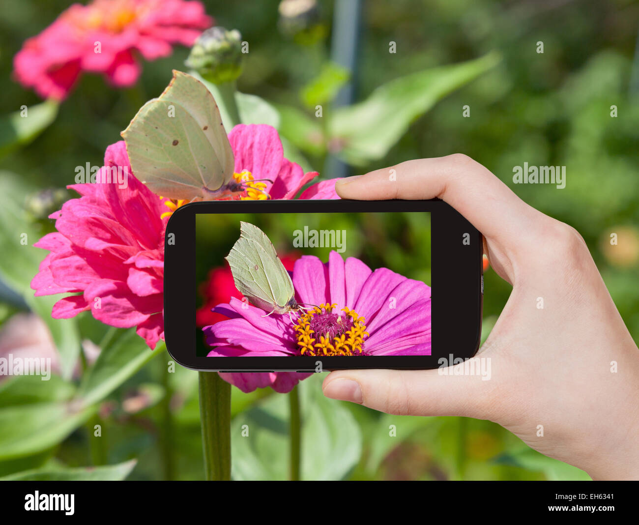 travel concept - tourist taking photo of butterfly Brimstone on pink Zinnia flower on mobile gadget Stock Photo