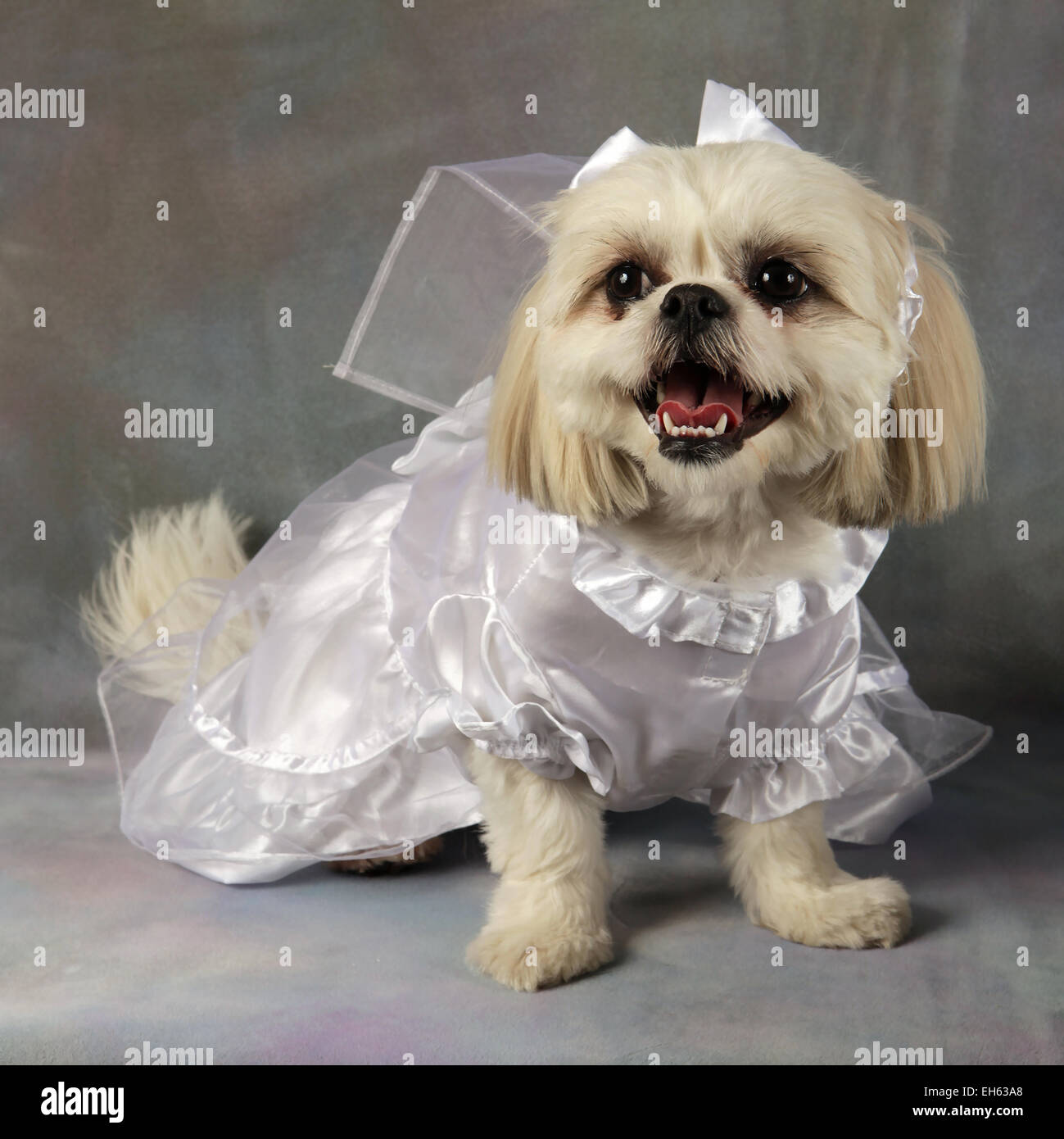 Dog wedding veil hi res stock photography and images Alamy