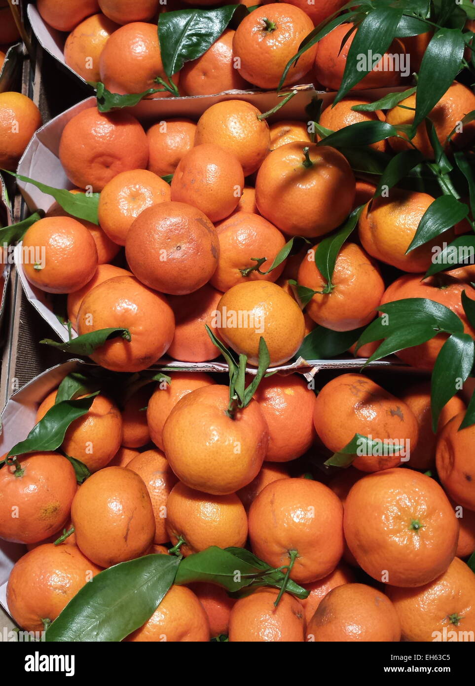 Grow tangerines hires stock photography and images Alamy