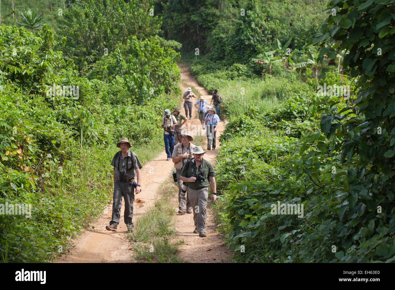 Echo-naturalists, walking along local footpath through villager's plantations interspersed between areas of secondary rainforest Stock Photo
