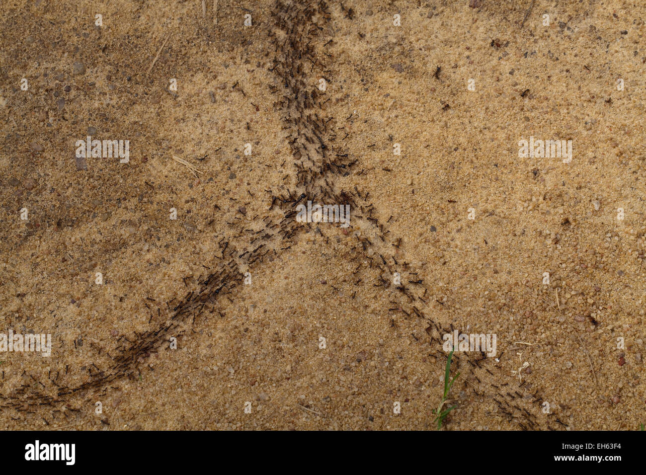 Driver, Army or Safari Ants (Dorylus sp. ). Workers and bigger soldier class on the move. Ghana. West Africa. Stock Photo